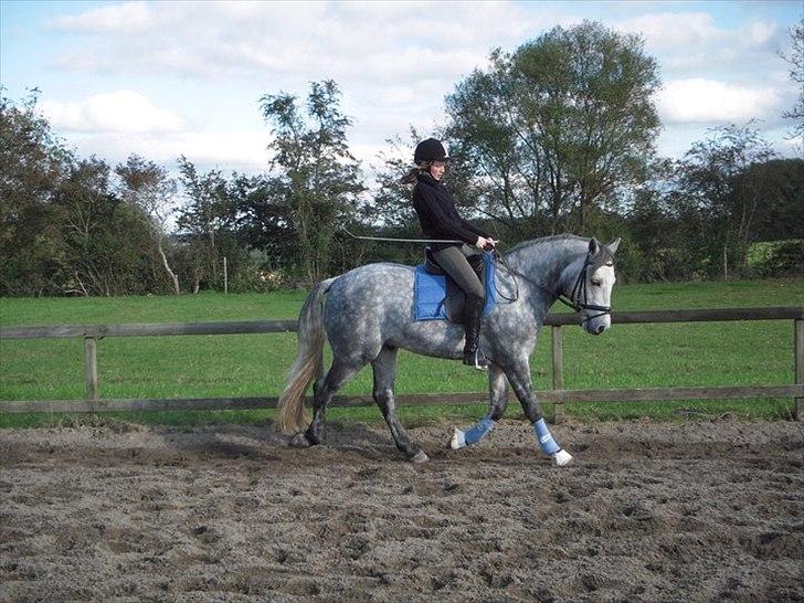 Connemara Skovbækkens Mikado billede 20