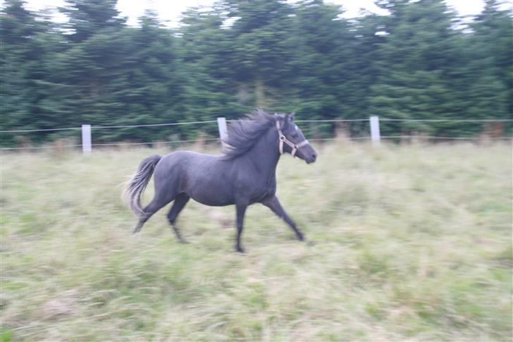 Anden særlig race Quattro´s Black Star-solg billede 7