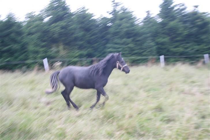 Anden særlig race Quattro´s Black Star-solg billede 8