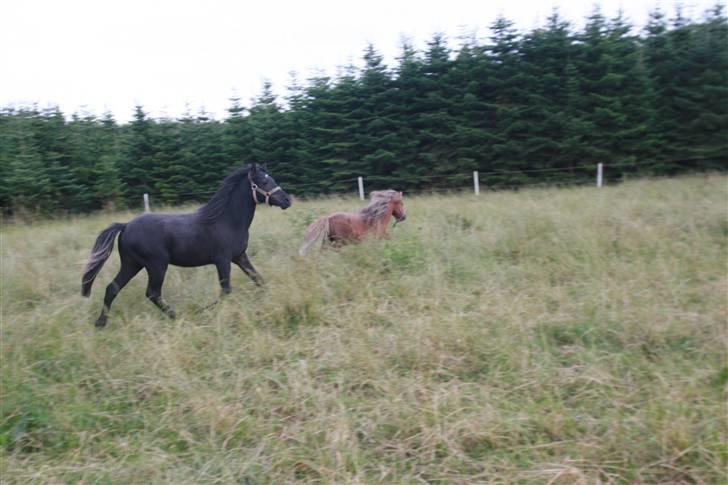 Anden særlig race Quattro´s Black Star-solg billede 9