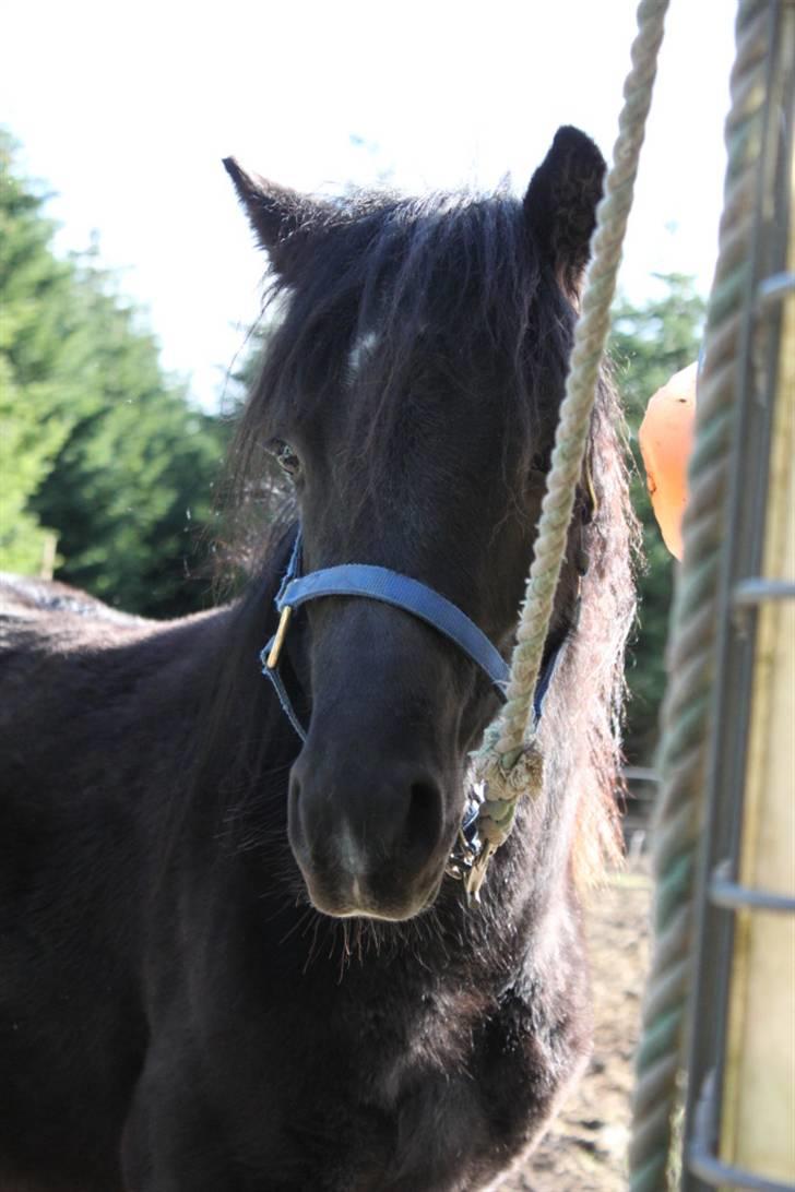 Anden særlig race Quattro´s Black Star-solg billede 10