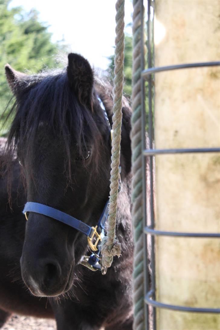 Anden særlig race Quattro´s Black Star-solg billede 11