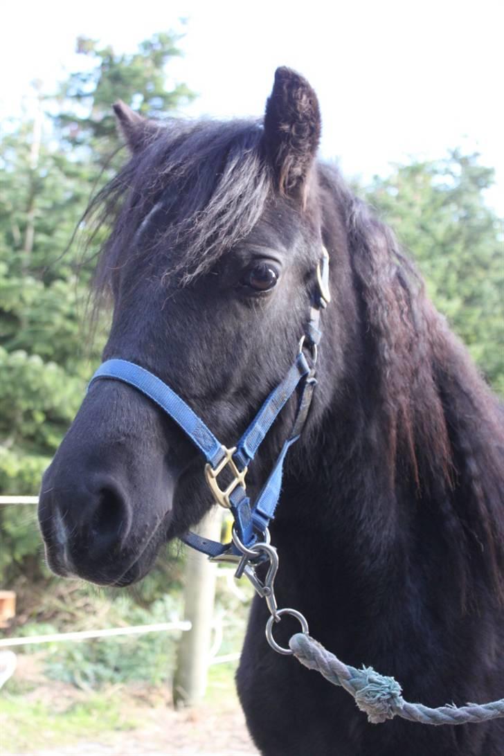 Anden særlig race Quattro´s Black Star-solg billede 12