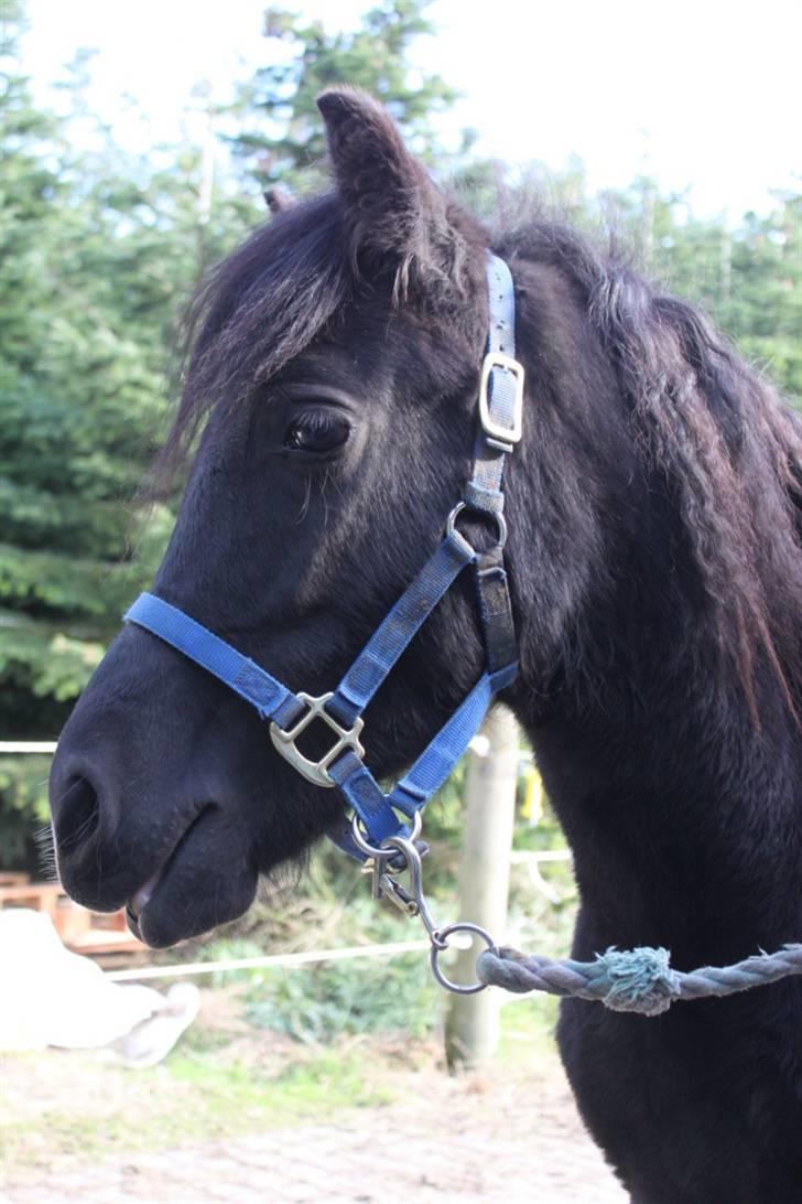 Anden særlig race Quattro´s Black Star-solg billede 13