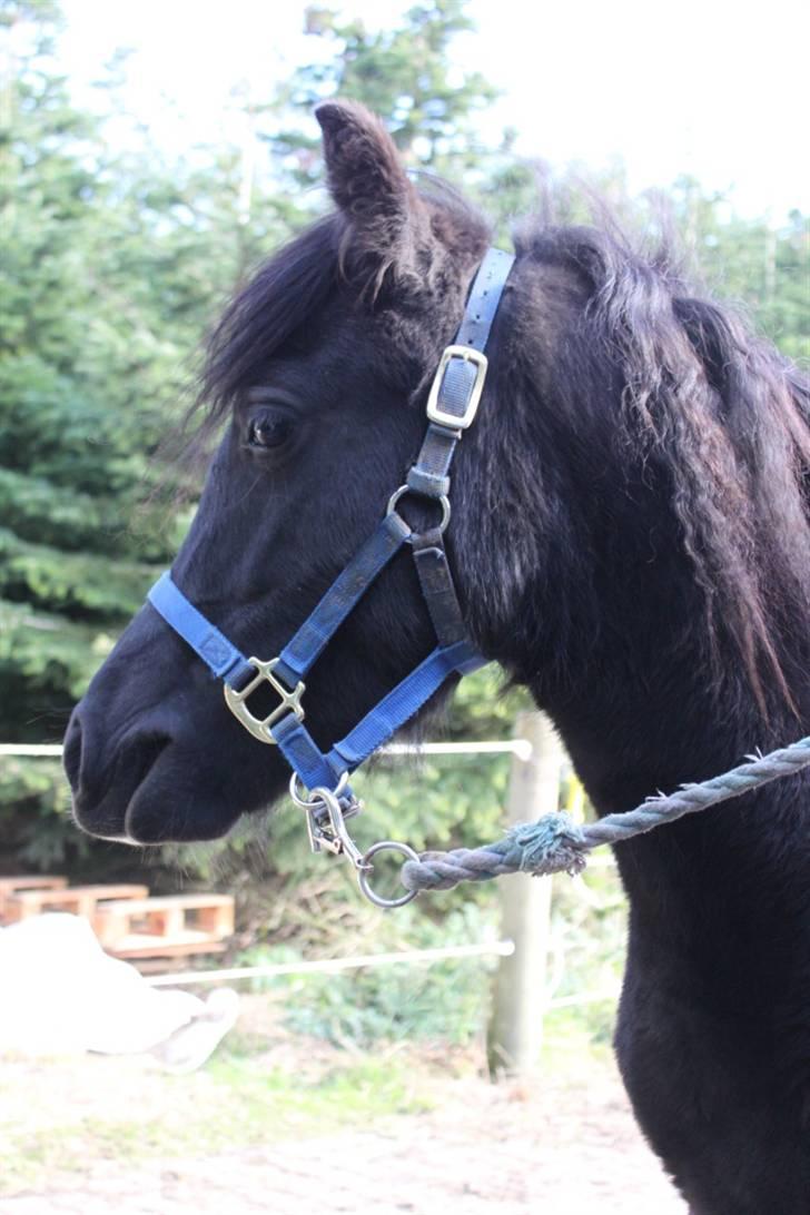 Anden særlig race Quattro´s Black Star-solg billede 14