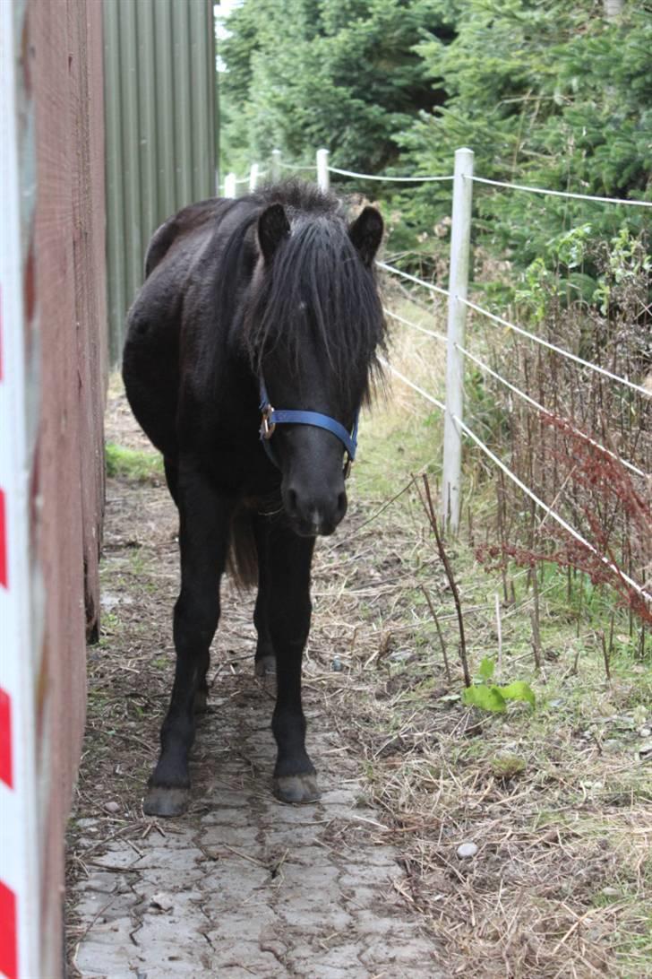 Anden særlig race Quattro´s Black Star-solg billede 15