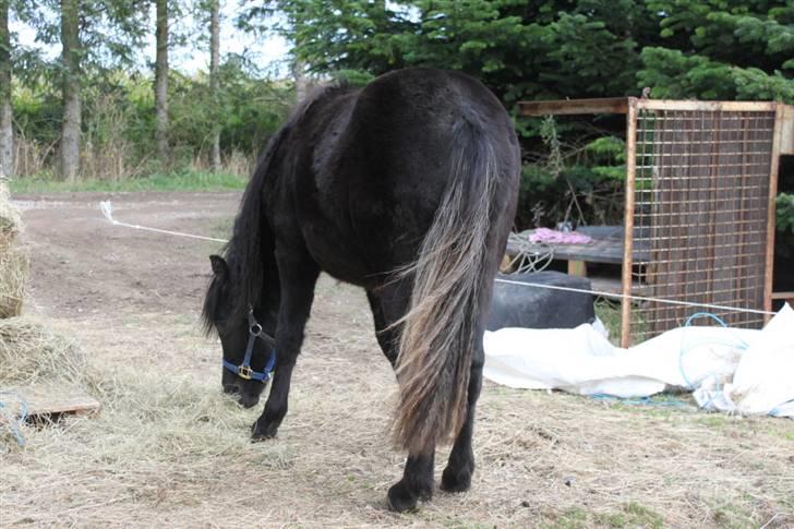 Anden særlig race Quattro´s Black Star-solg billede 16