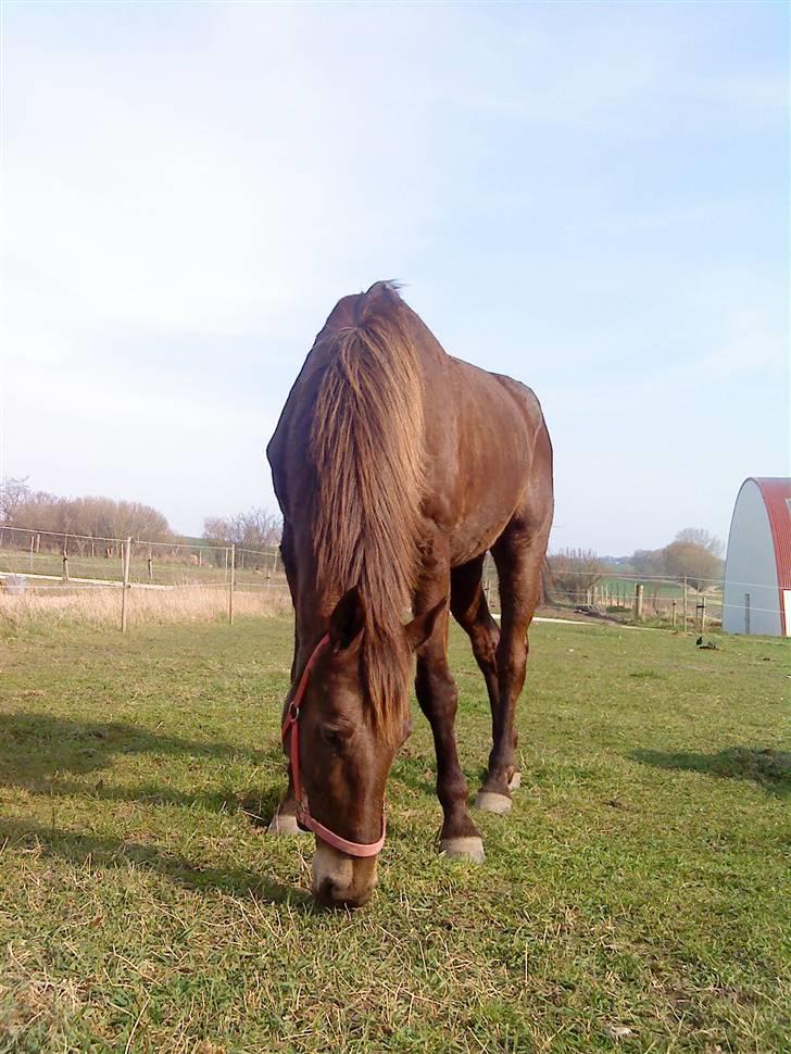 Svensk Varmblod kahn corbette billede 1