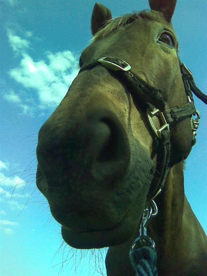 Svensk Varmblod kahn corbette billede 2