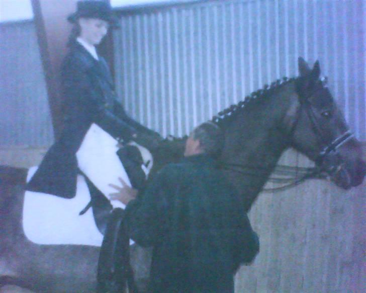 Svensk Varmblod kahn corbette billede 3