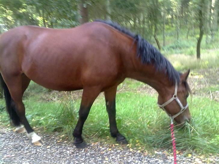 Anden særlig race Cherif ( solgt ) - jeg elsker græs billede 12