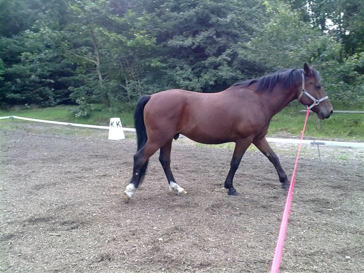 Anden særlig race Cherif ( solgt ) - her motionere vi lidt billede 13