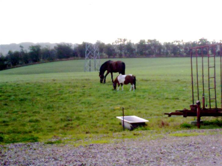Anden særlig race Cherif ( solgt ) - her ses jeg på min nye mark, sammen med min lille veninde Bella billede 15