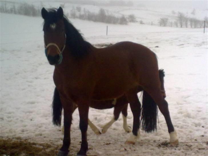 Anden særlig race Cherif ( solgt ) - jeg nyder og være lidt ude unden dækken billede 16