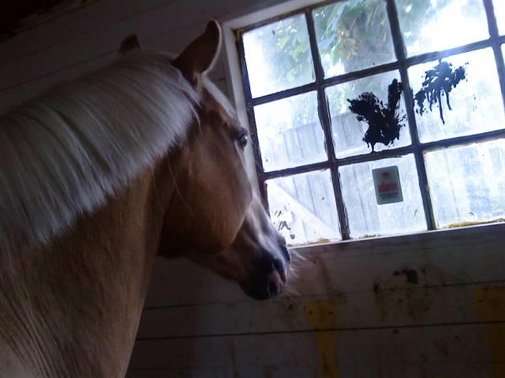 Palomino Gl. Part. Fortunens Logo  billede 15