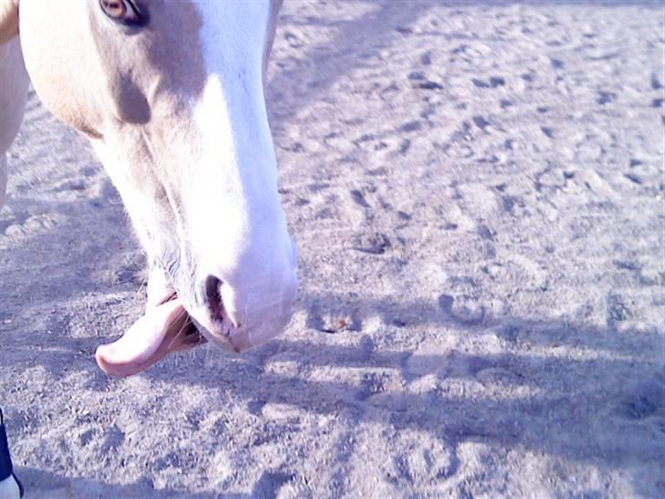 Palomino Gl. Part. Fortunens Logo  billede 16