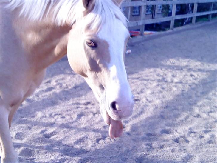 Palomino Gl. Part. Fortunens Logo  billede 17