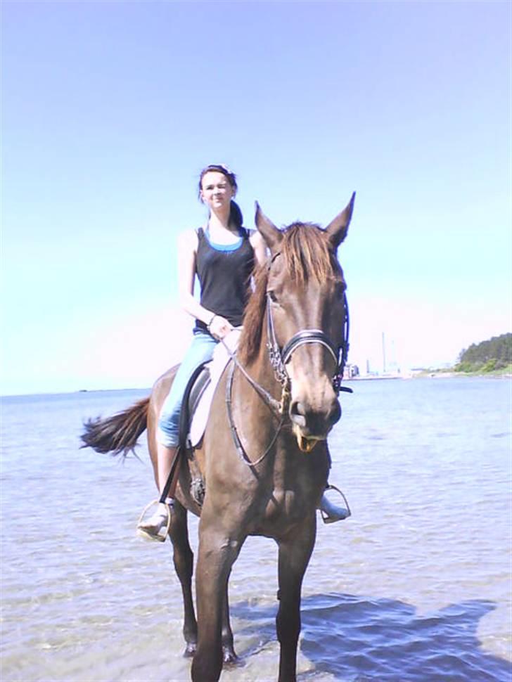 Svensk Varmblod kahn corbette billede 4