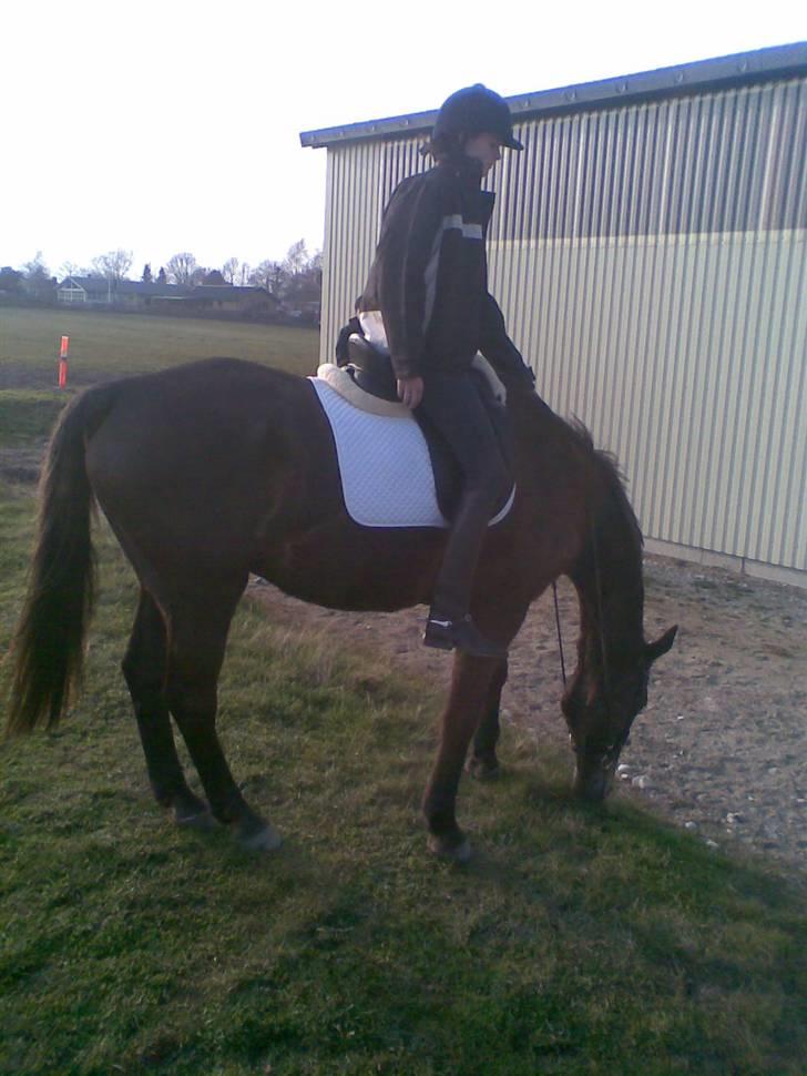 Svensk Varmblod kahn corbette billede 5