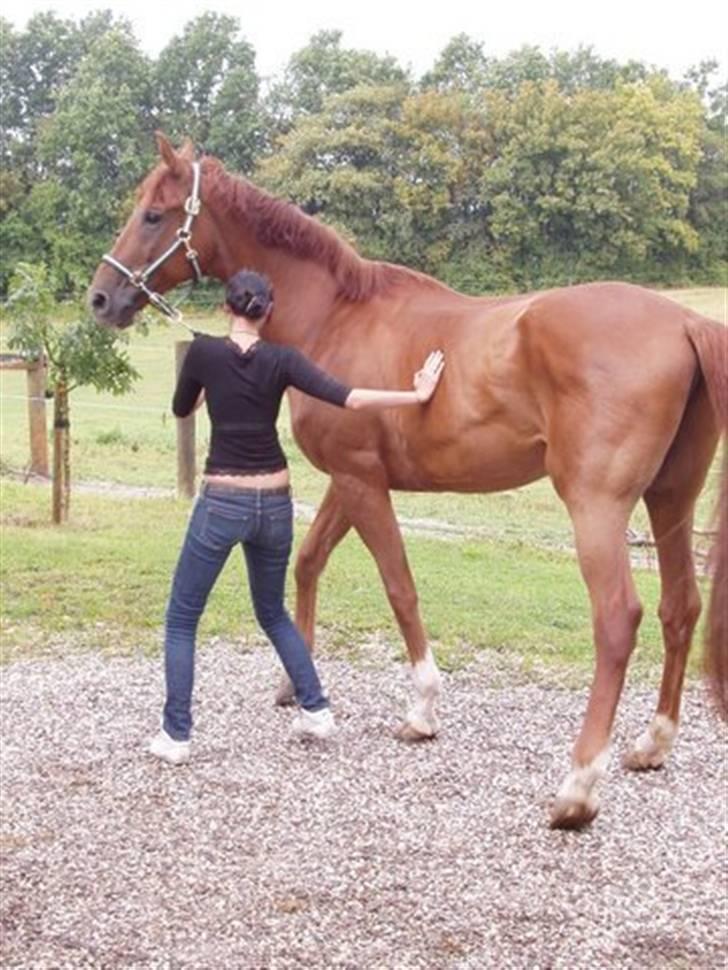 Trakehner Bristol "Brille" - der har jeg lige fået ham hjem billede 1