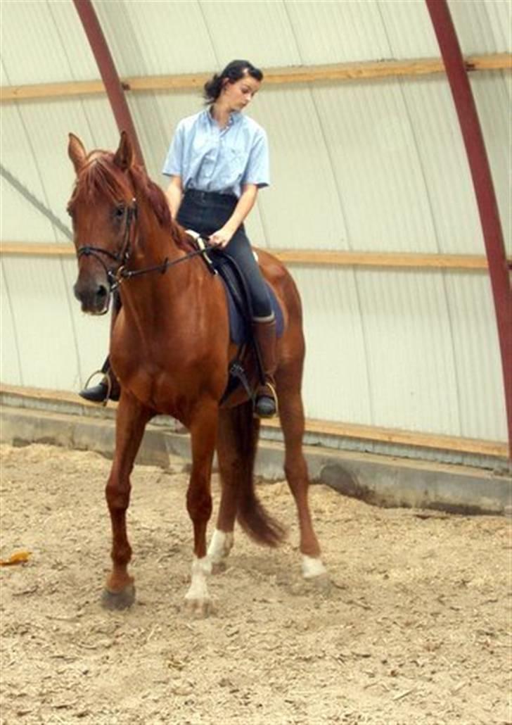 Trakehner Bristol "Brille" billede 2