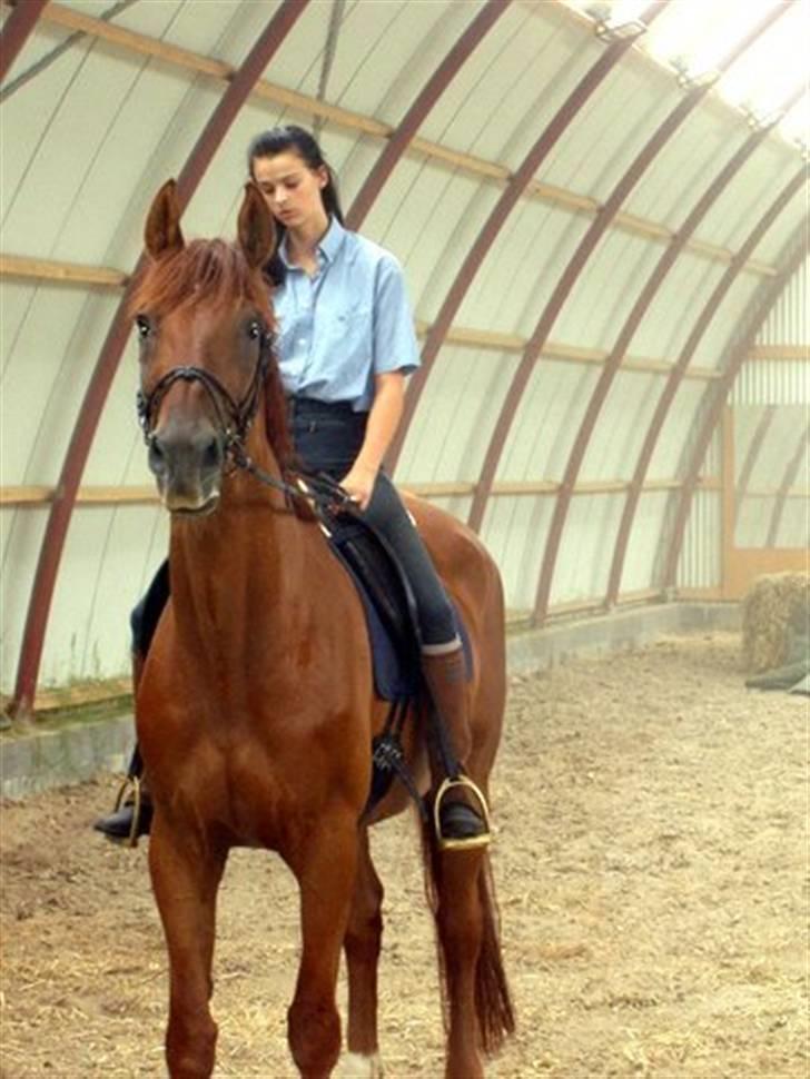 Trakehner Bristol "Brille" billede 3