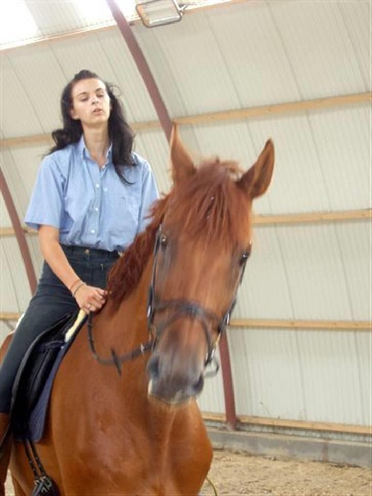 Trakehner Bristol "Brille" billede 4