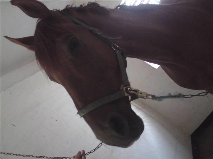 Trakehner Bristol "Brille" billede 5