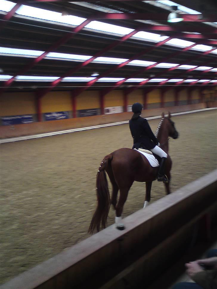 Trakehner Bristol "Brille" billede 6