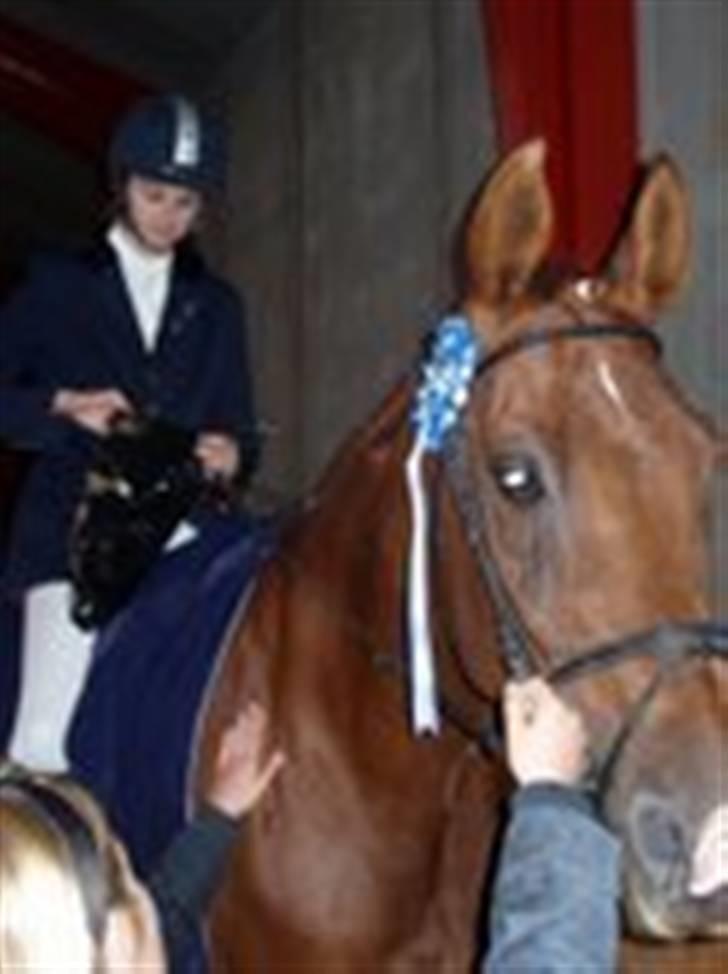 Trakehner Bristol "Brille" billede 8