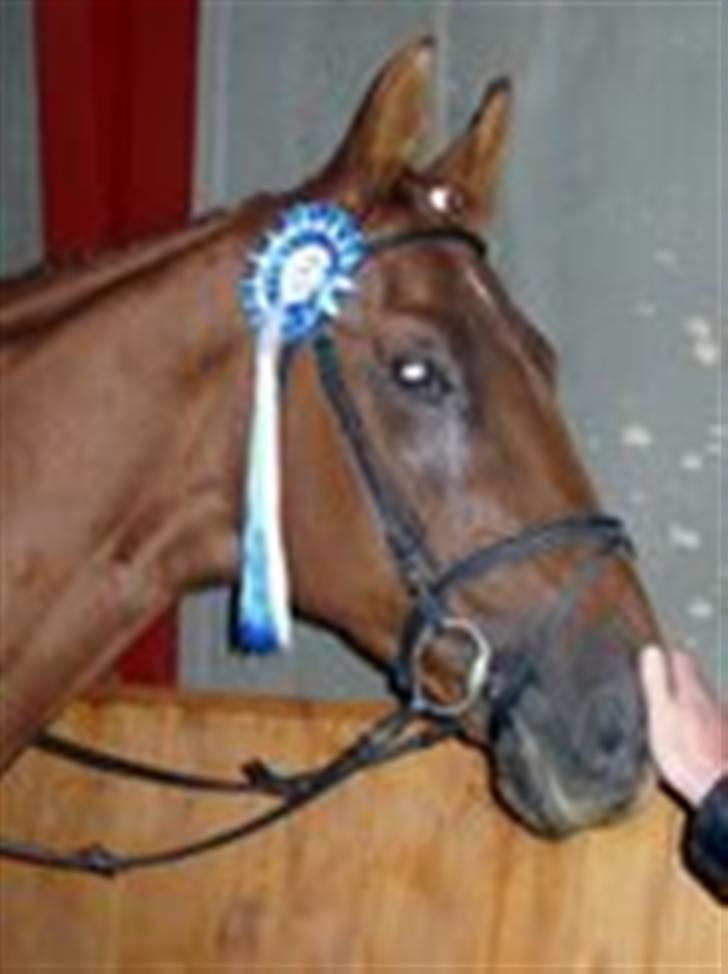 Trakehner Bristol "Brille" billede 9