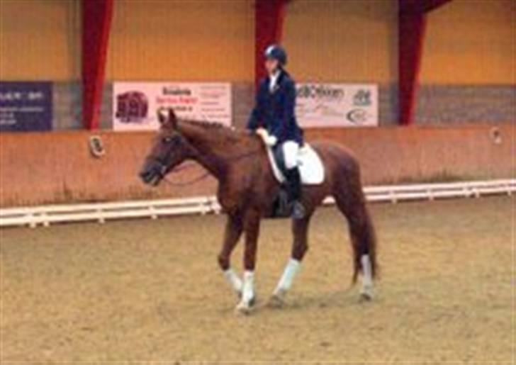 Trakehner Bristol "Brille" billede 10