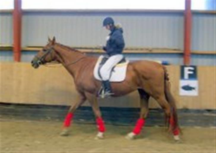 Trakehner Bristol "Brille" billede 11