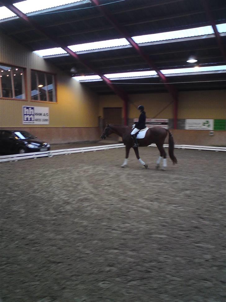 Trakehner Bristol "Brille" billede 12