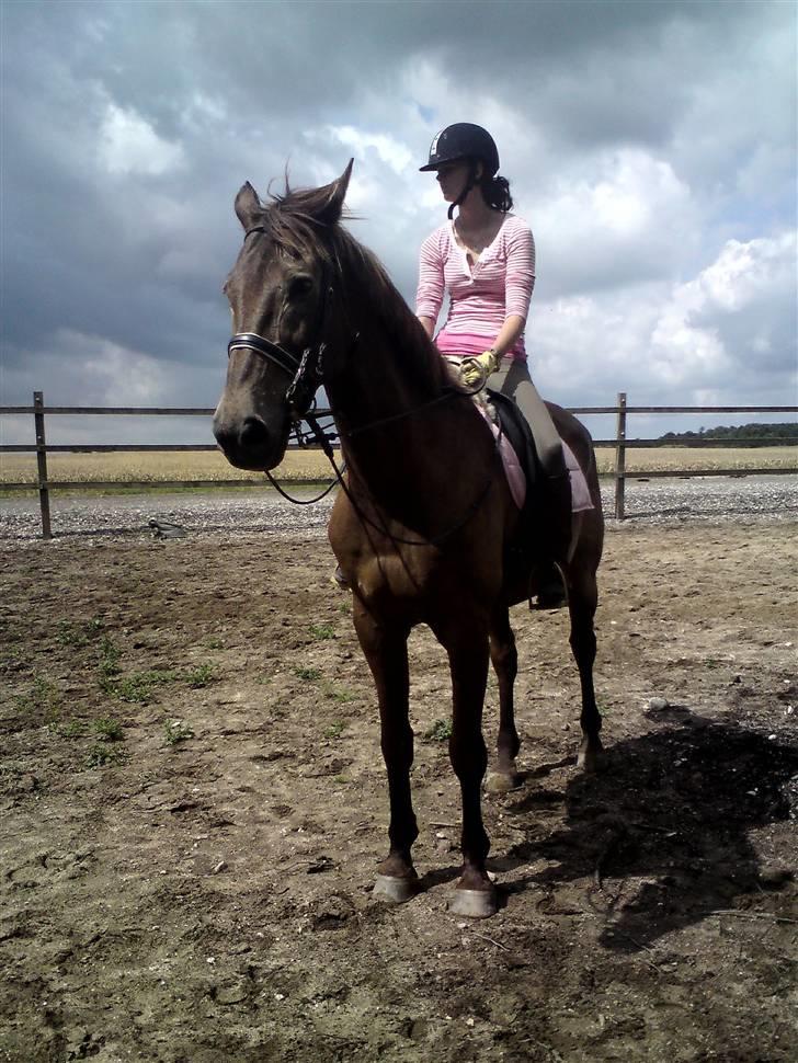 Svensk Varmblod kahn corbette billede 6