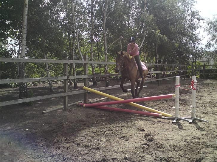 Svensk Varmblod kahn corbette billede 7