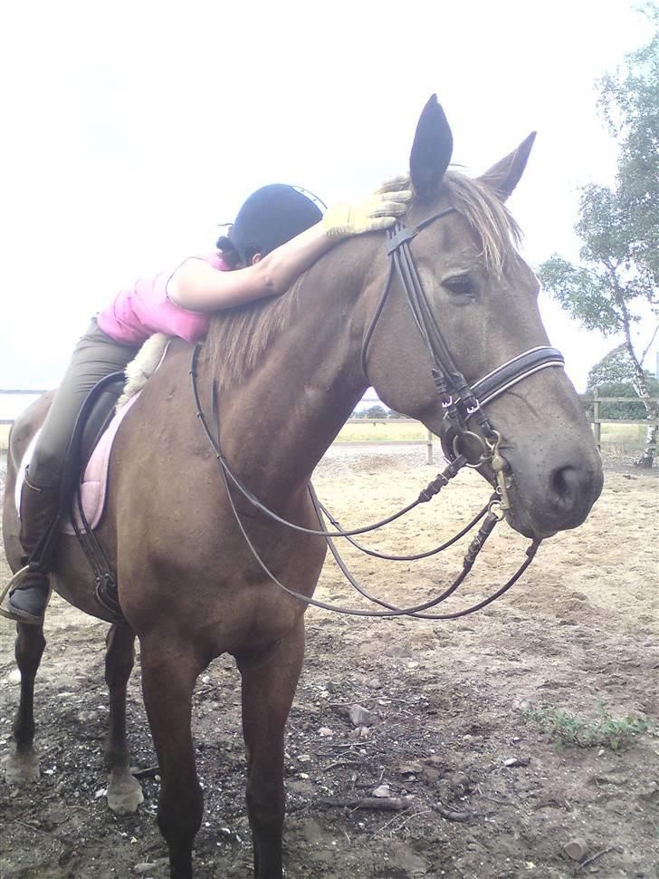Svensk Varmblod kahn corbette billede 8