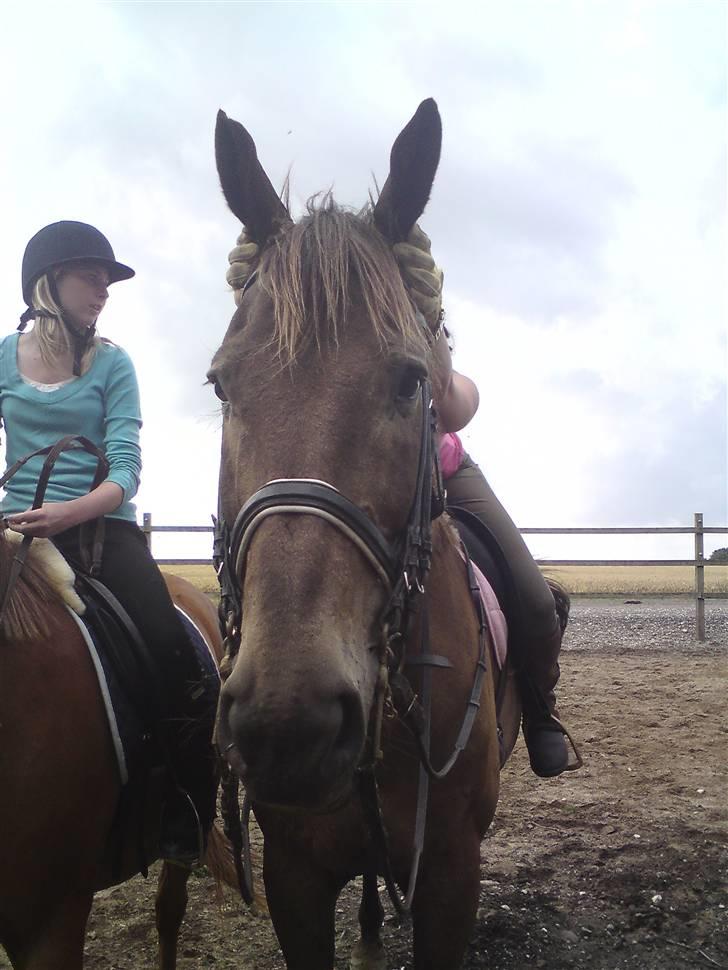 Svensk Varmblod kahn corbette billede 9