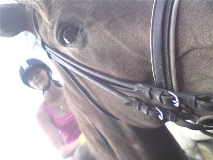 Svensk Varmblod kahn corbette billede 10