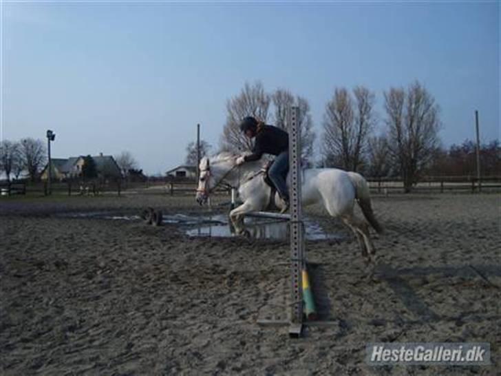 Anden særlig race Duet- min stjerne<3 - spring 110 cm i 2009 på FMR billede 6