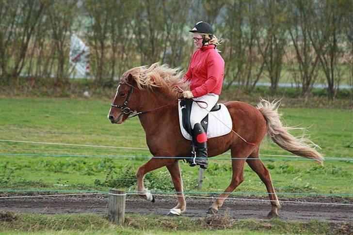 Islænder Sneggla - *Foto: Nicole Mai Nielsen * til boblestævne. billede 16