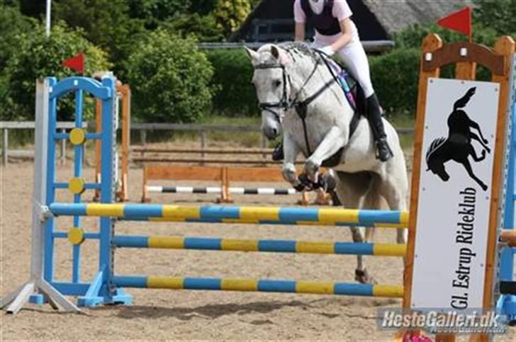 Welsh Partbred (Sec F) Donata - Første stævne på stjernen. LB 0 fejl billede 11