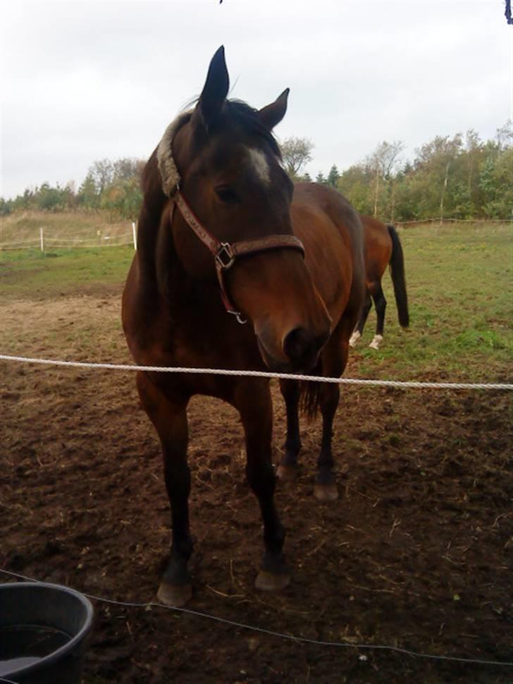 Oldenborg Sako billede 9