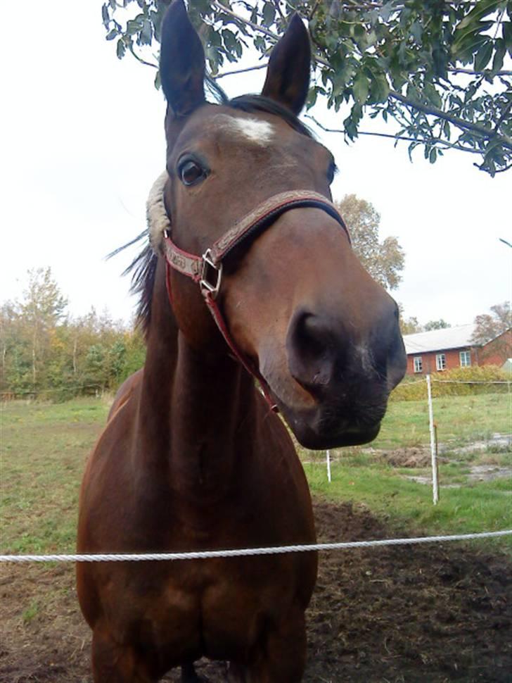 Oldenborg Sako billede 10