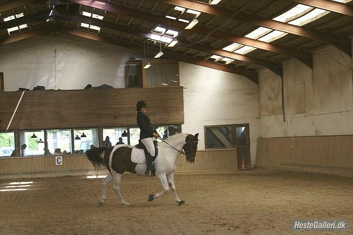 Pinto Solvangens Thais'son - stævne 26/6 2010 billede 3