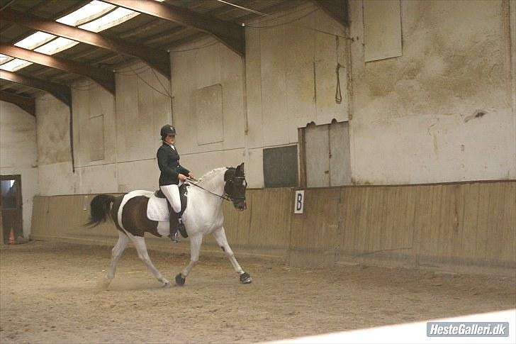 Pinto Solvangens Thais'son - stævne 26/6 2010 billede 4