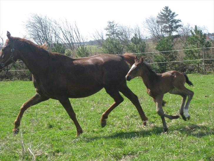 Dansk Varmblod ¨˜°º•¤ Idaho ¤•º°˜¨ - Billeder fra d. 24 april 2010 billede 11