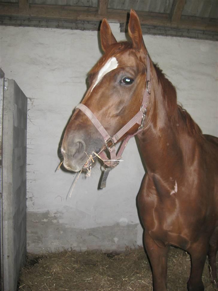 Dansk Varmblod ¨˜°º•¤ Idaho ¤•º°˜¨ billede 12