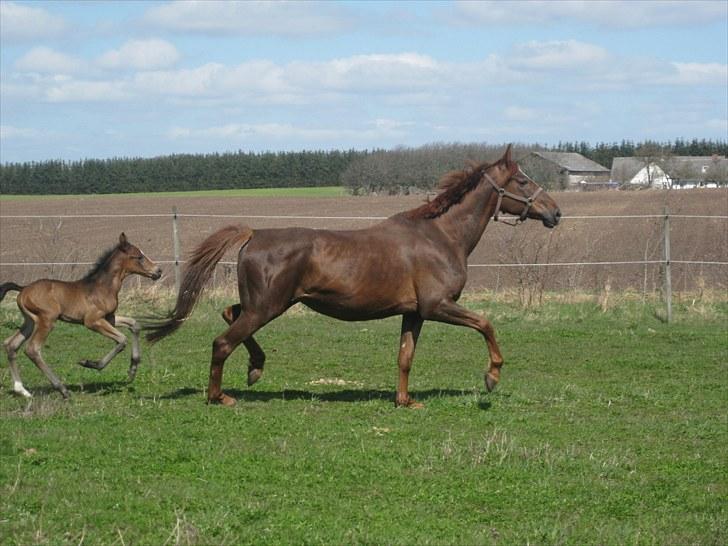 Dansk Varmblod ¨˜°º•¤ Idaho ¤•º°˜¨ - Billeder fra d. 24 april 2010 billede 13