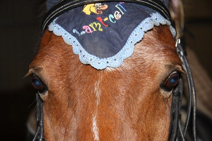 Anden særlig race Laban |*Mit ét og alt<3*| - Laban you are my best freind<3 billede 12